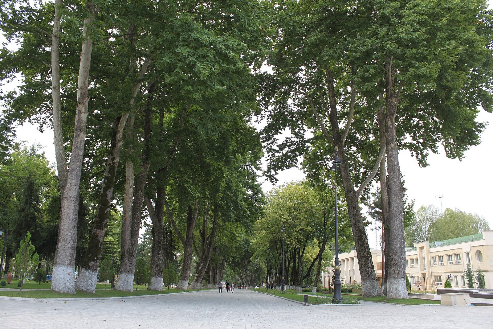 İsmayıllı şəhərində hündür çinar ağacları ilə əhatələnmiş park xiyabanı
